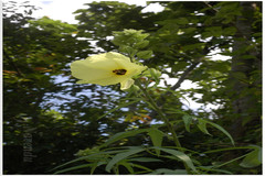 Abelmoschus moschatus